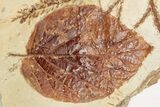Fossil Leaf (Davidia) & Cyprus (Taxodium) Fronds - Montana #203561-2